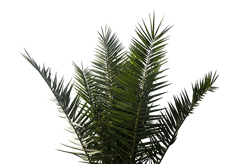 高清景观植物乔木花卉草本观赏草灌木