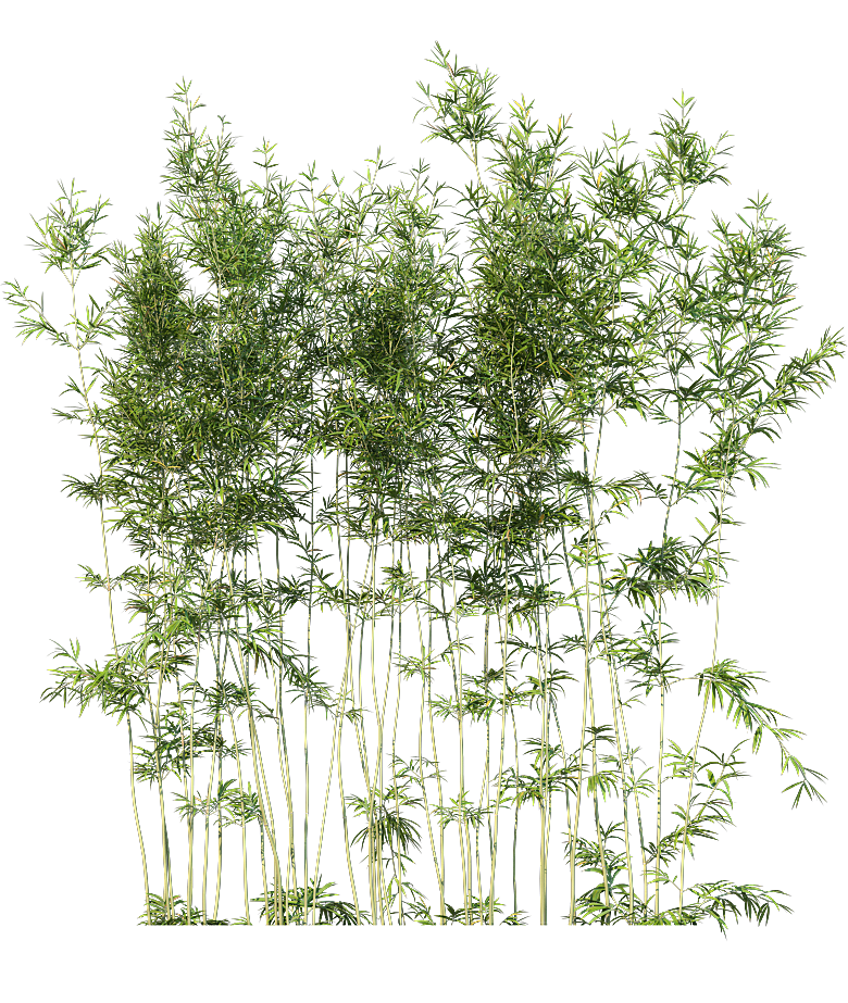 高清景观植物乔木花卉草本观赏草灌木