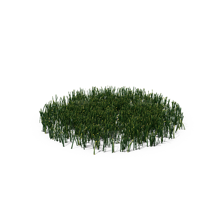 高清景观植物乔木花卉草本观赏草灌木