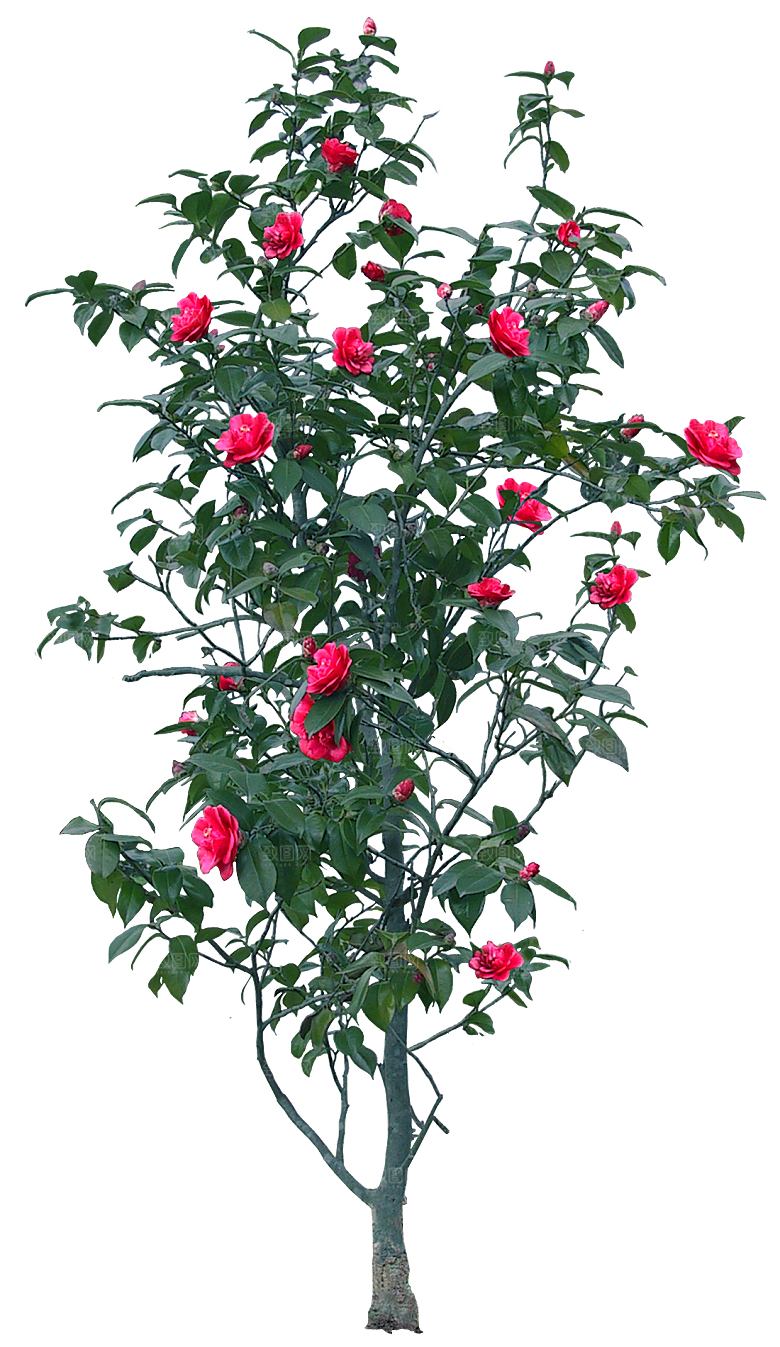 高清景观植物乔木花卉草本观赏草灌木