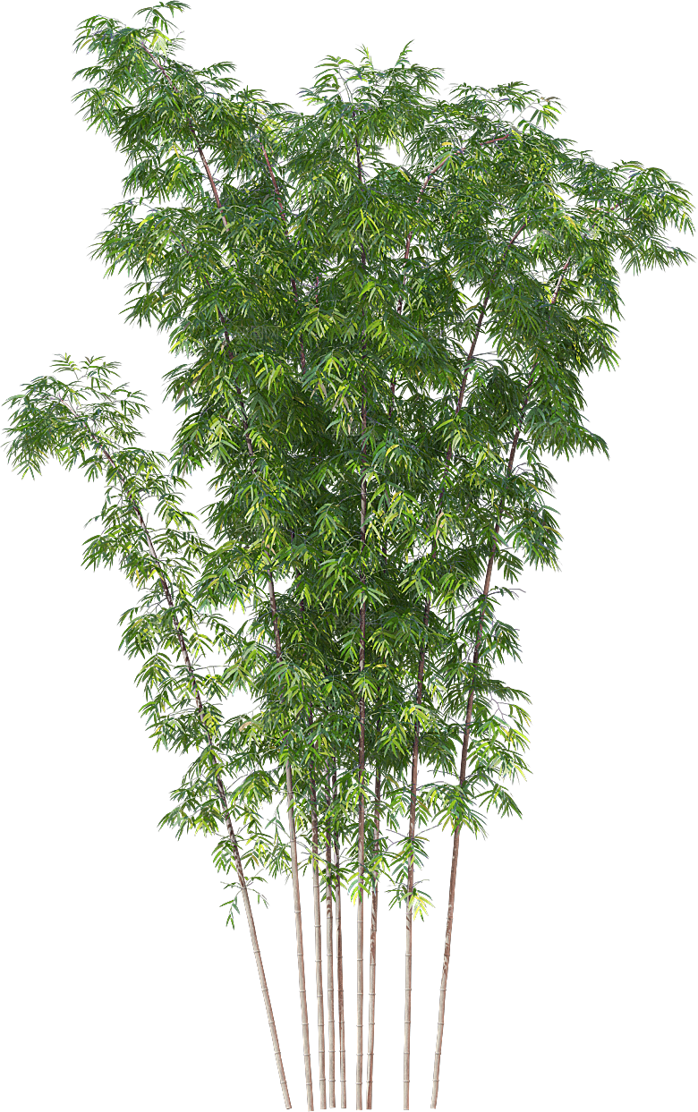 高清景观植物乔木花卉草本观赏草灌木素材