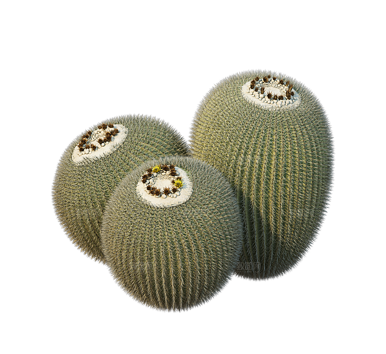 高清景观植物乔木花卉草本观赏草灌木素材