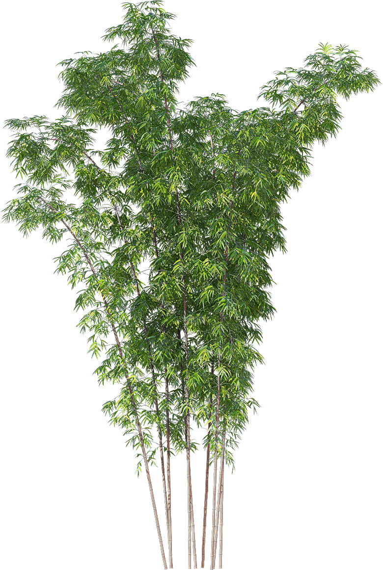 高清景观植物乔木花卉草本观赏草灌木素材