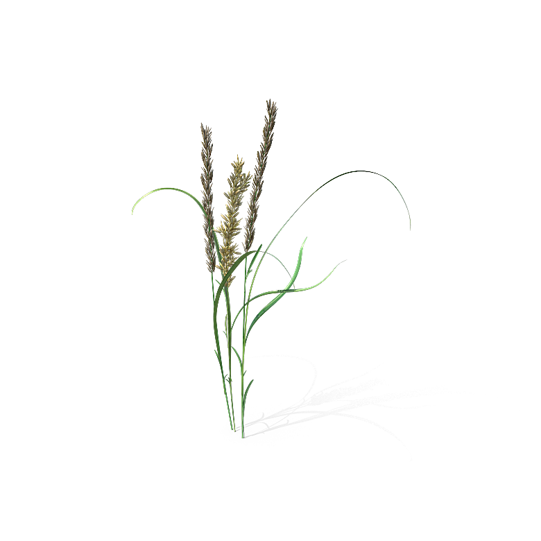 高清景观植物乔木花卉草本观赏草灌木素材