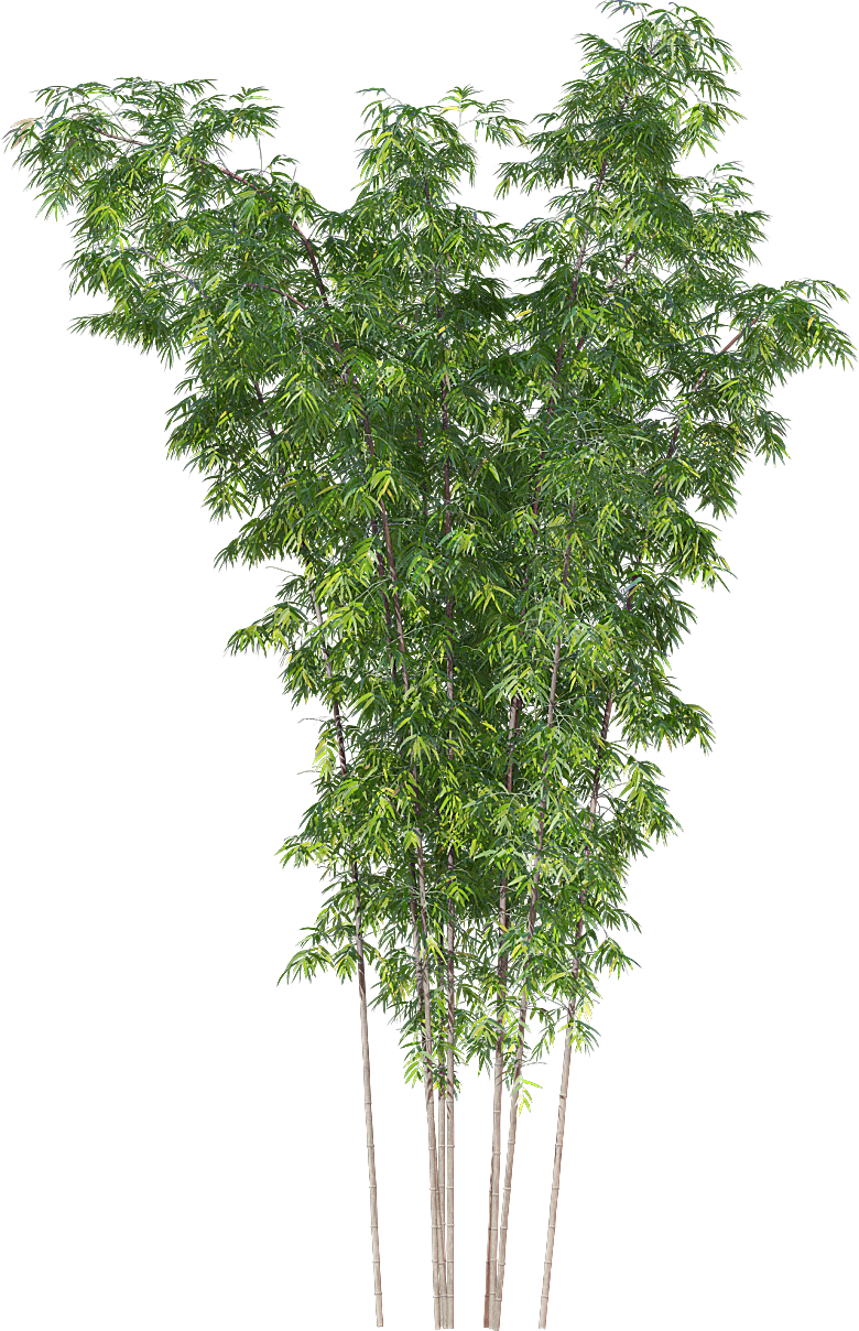 高清景观植物乔木花卉草本观赏草灌木