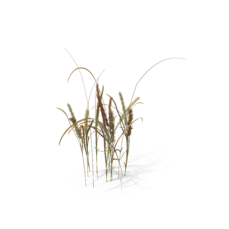高清景观植物乔木花卉草本观赏草灌木