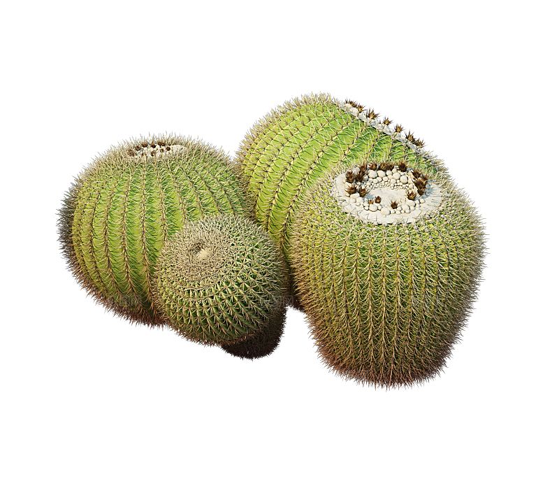 高清景观植物乔木花卉草本观赏草灌木