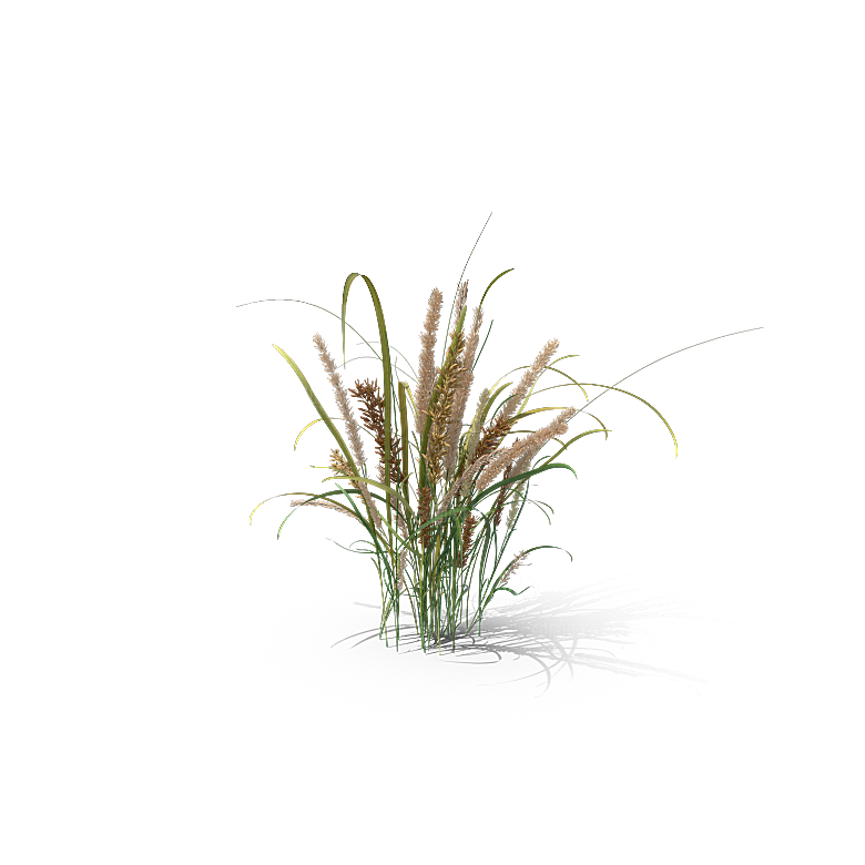 高清景观植物乔木花卉草本观赏草灌木