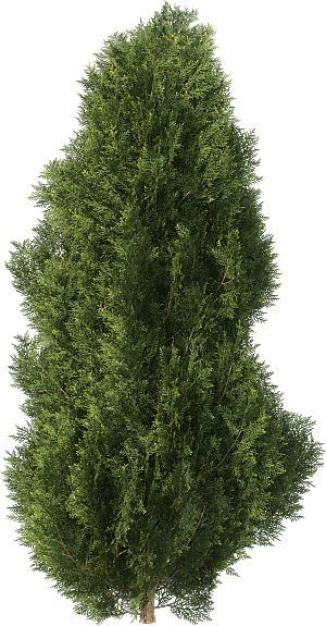 高清景观植物乔木花卉草本观赏草灌木