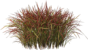高清景观植物乔木花卉草本观赏草灌木