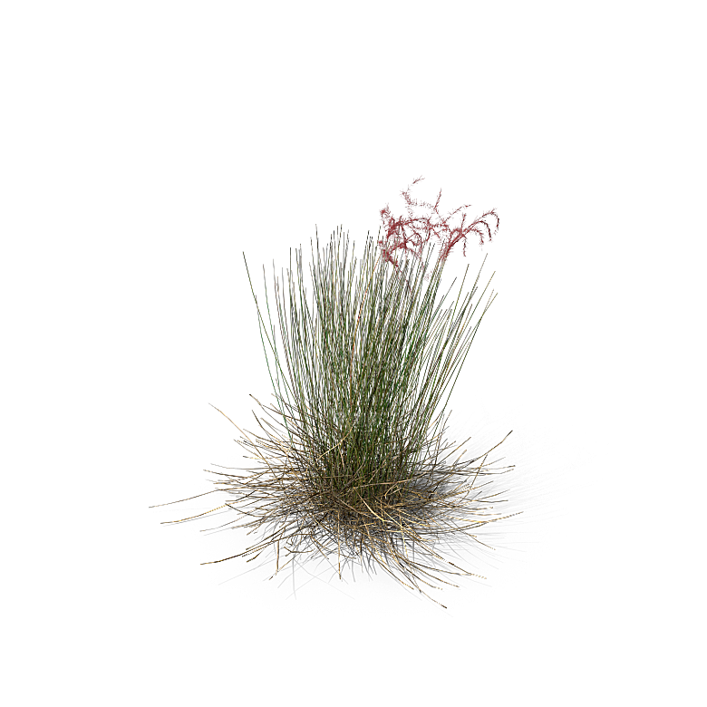 高清景观植物乔木花卉草本观赏草灌木