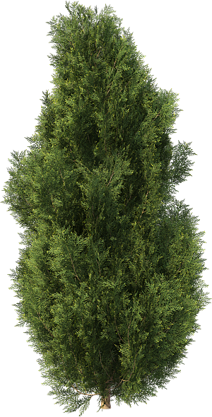 高清景观植物乔木花卉草本观赏草灌木