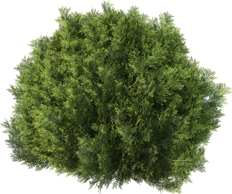 高清景观植物乔木花卉草本观赏草灌木素材