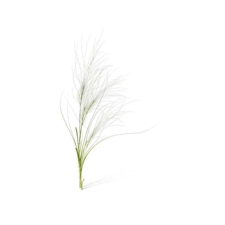 高清景观植物乔木花卉草本观赏草灌木素材