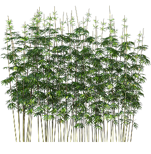高清景观植物乔木花卉草本观赏草灌木