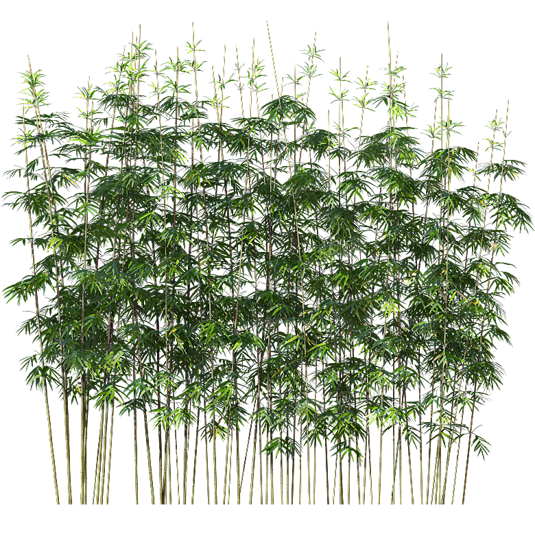 高清景观植物乔木花卉草本观赏草灌木