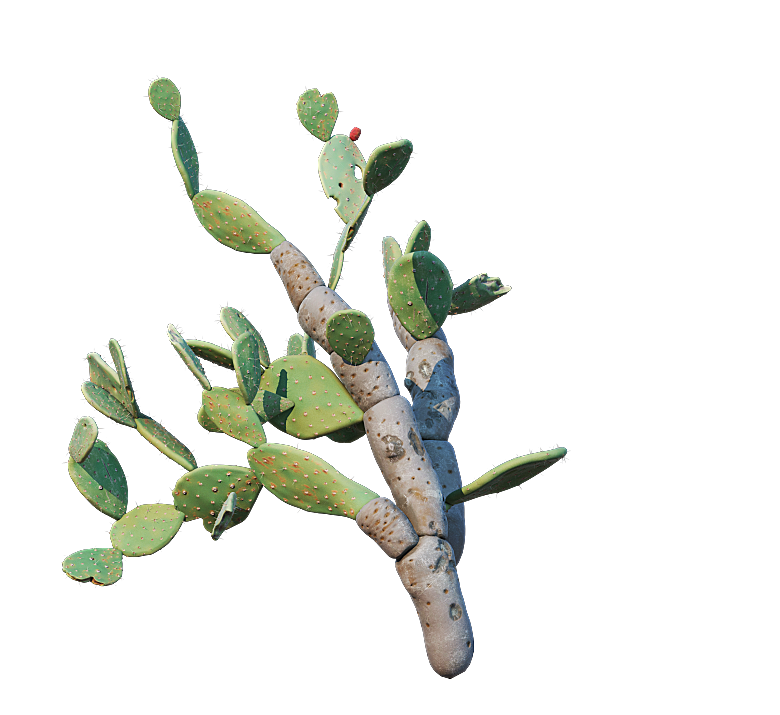 高清景观植物乔木花卉草本观赏草灌木