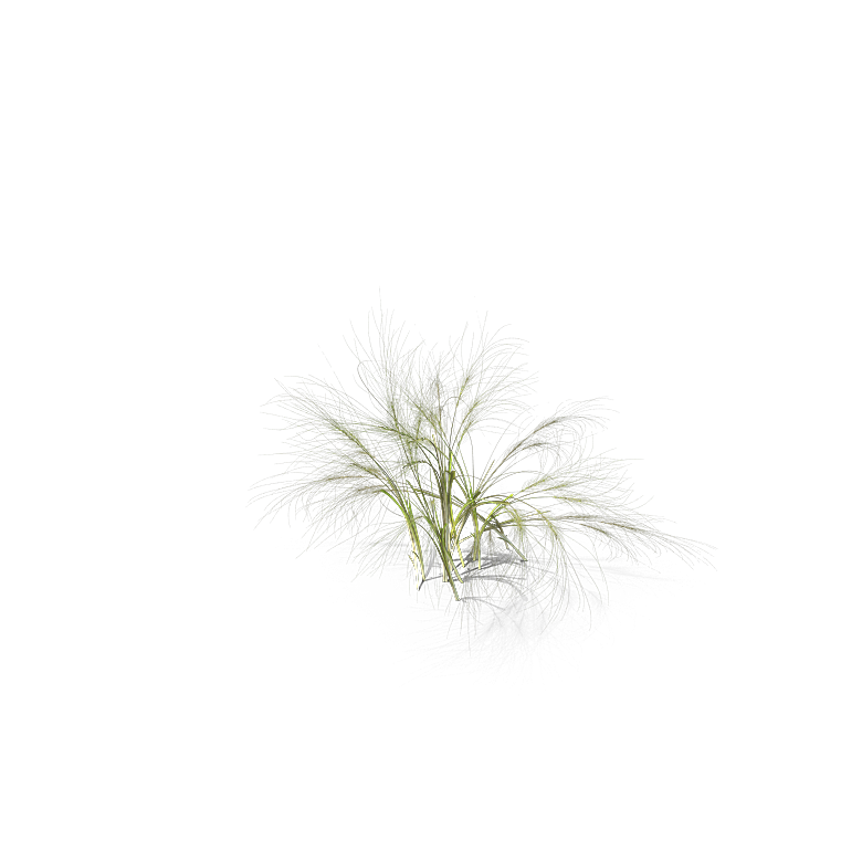 高清景观植物乔木花卉草本观赏草灌木