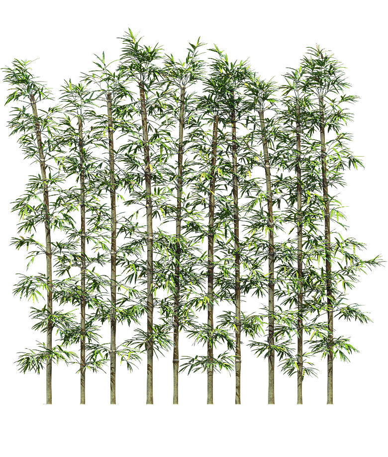 高清景观植物乔木花卉草本观赏草灌木