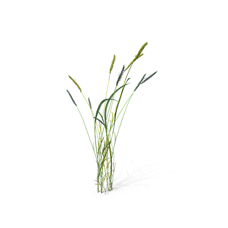 高清景观植物乔木花卉草本观赏草灌木