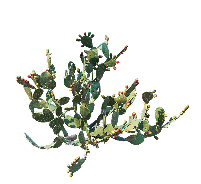高清景观植物乔木花卉草本观赏草灌木