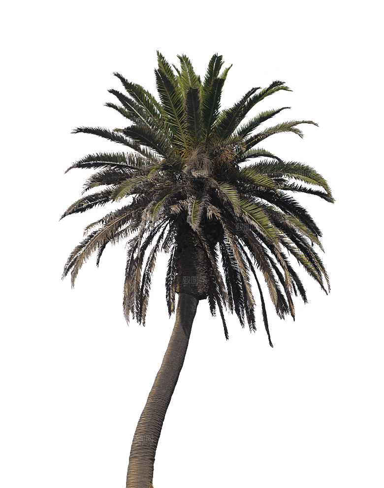高清景观植物乔木花卉草本观赏草灌木