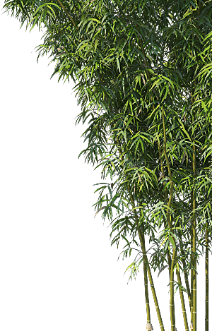 高清景观植物乔木花卉草本观赏草灌木