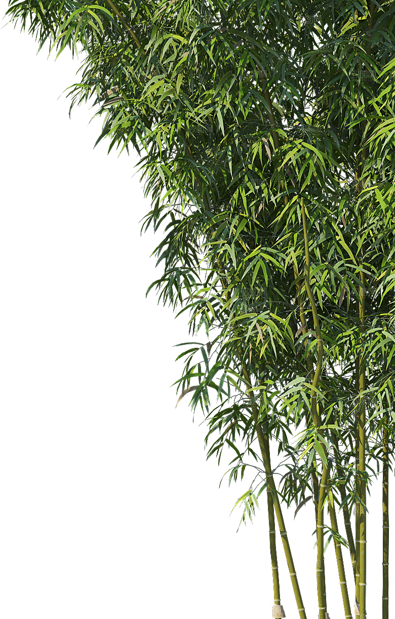 高清景观植物乔木花卉草本观赏草灌木