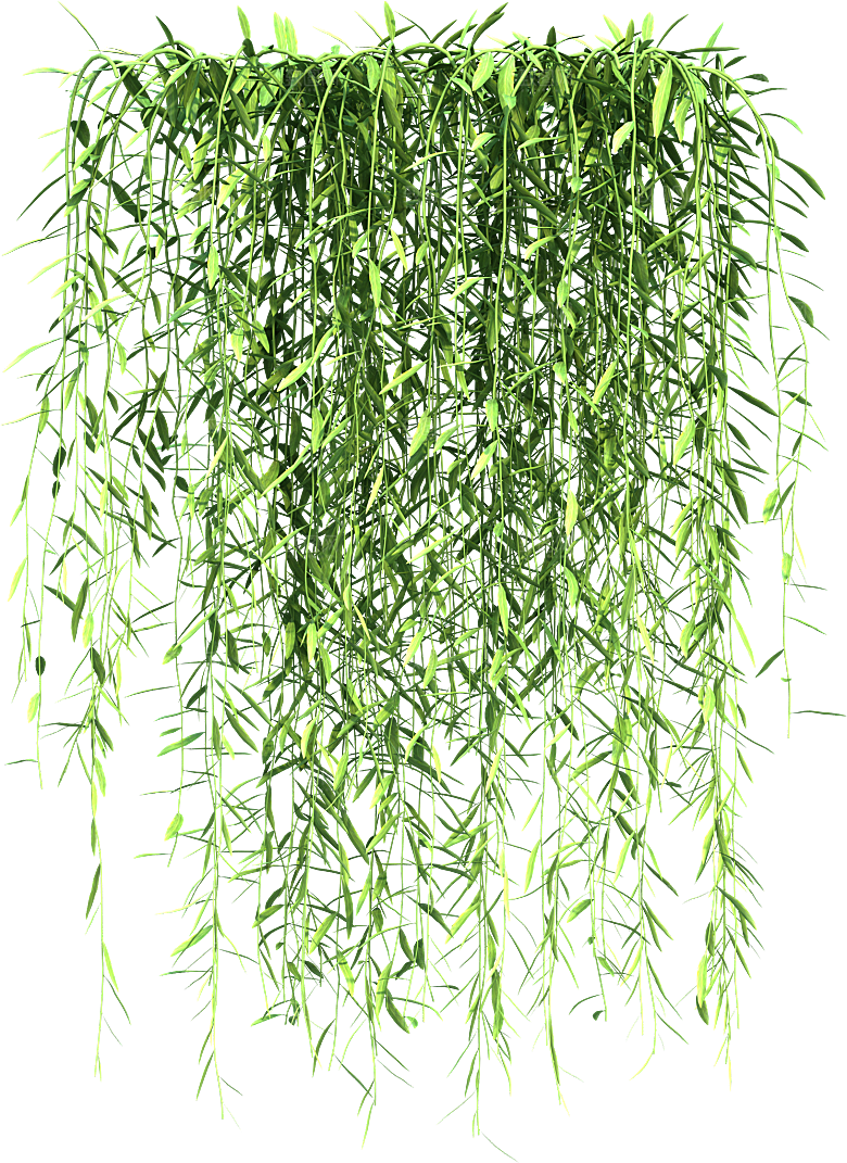 高清景观植物乔木花卉草本观赏草灌木