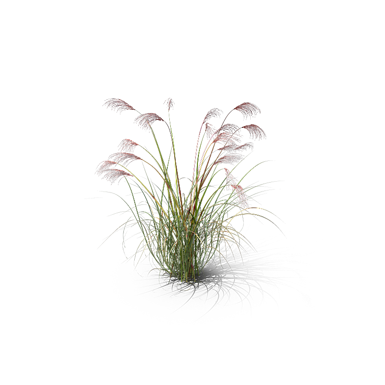 高清景观植物乔木花卉草本观赏草灌木