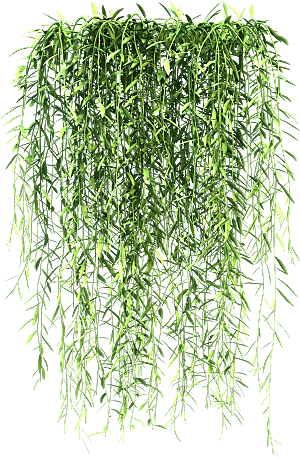 高清景观植物乔木花卉草本观赏草灌木
