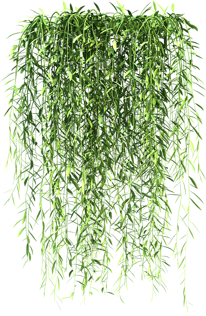高清景观植物乔木花卉草本观赏草灌木