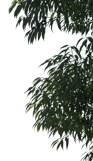 高清景观植物乔木花卉草本观赏草灌木素材