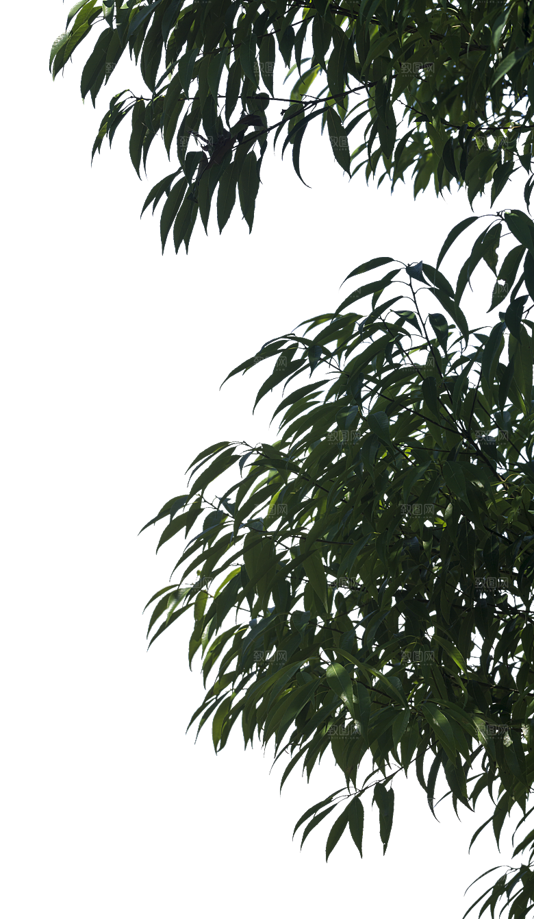 高清景观植物乔木花卉草本观赏草灌木素材