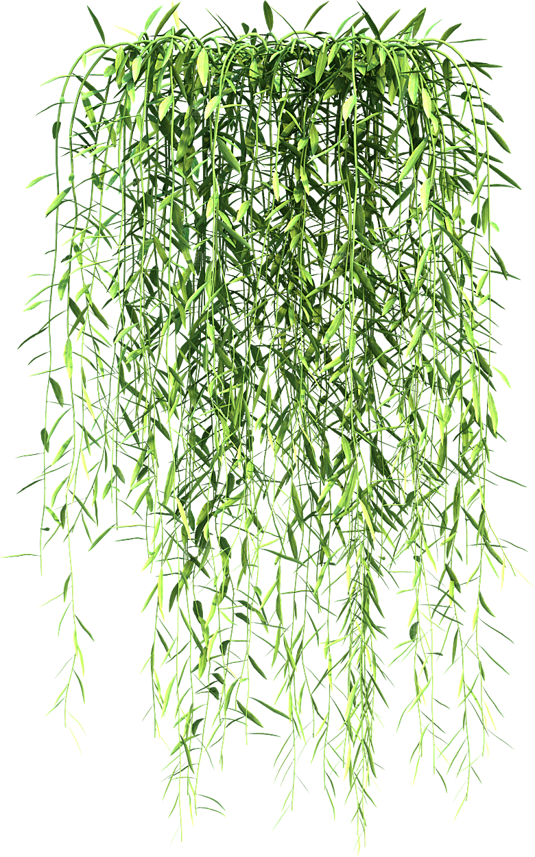 高清景观植物乔木花卉草本观赏草灌木素材