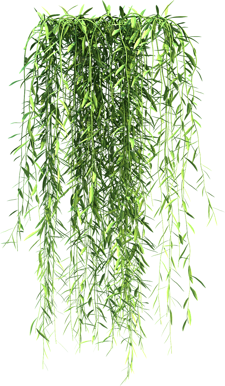 高清景观植物乔木花卉草本观赏草灌木素材