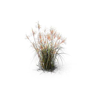 高清景观植物乔木花卉草本观赏草灌木素材