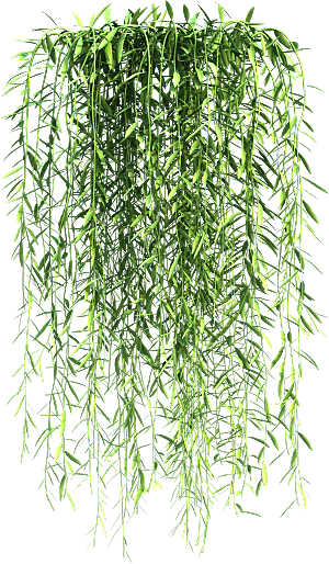高清景观植物乔木花卉草本观赏草灌木