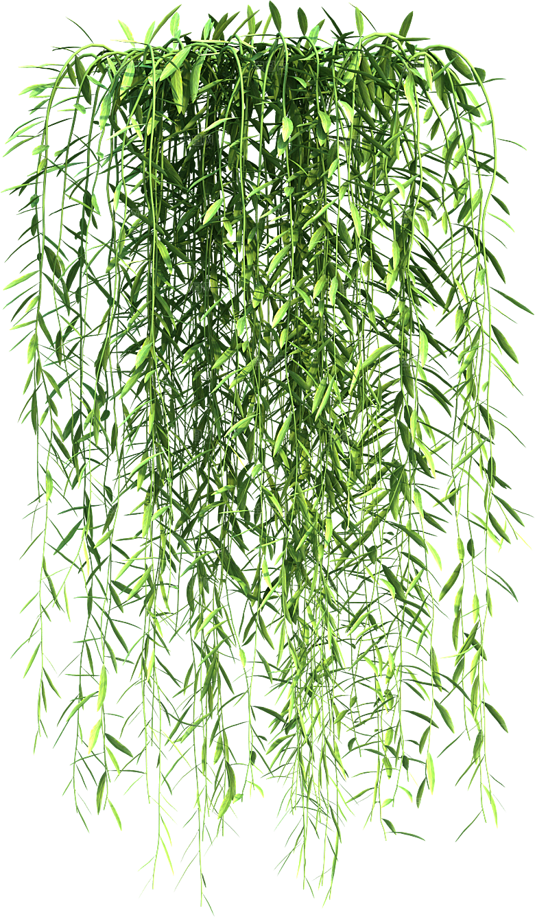 高清景观植物乔木花卉草本观赏草灌木