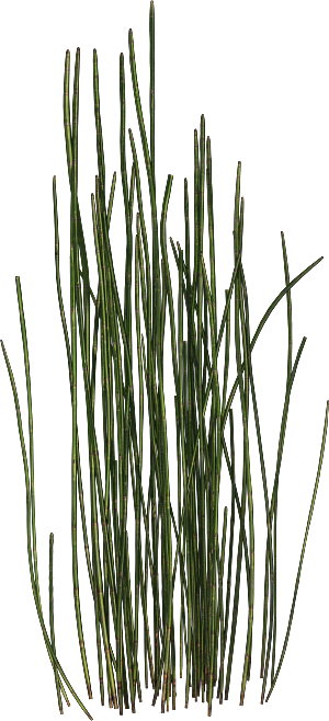 高清景观植物乔木花卉草本观赏草灌木