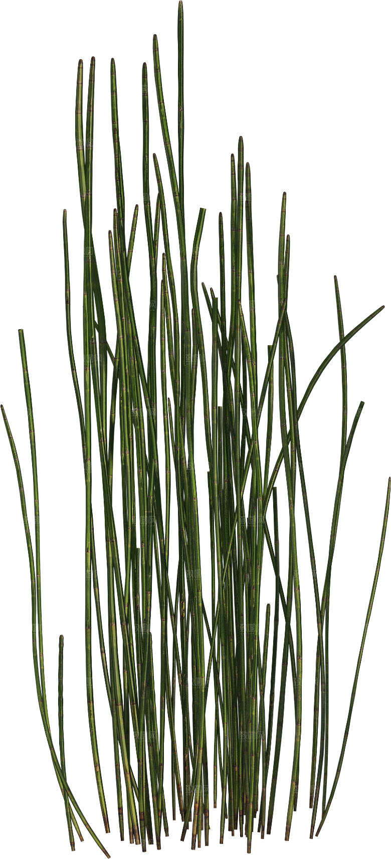 高清景观植物乔木花卉草本观赏草灌木