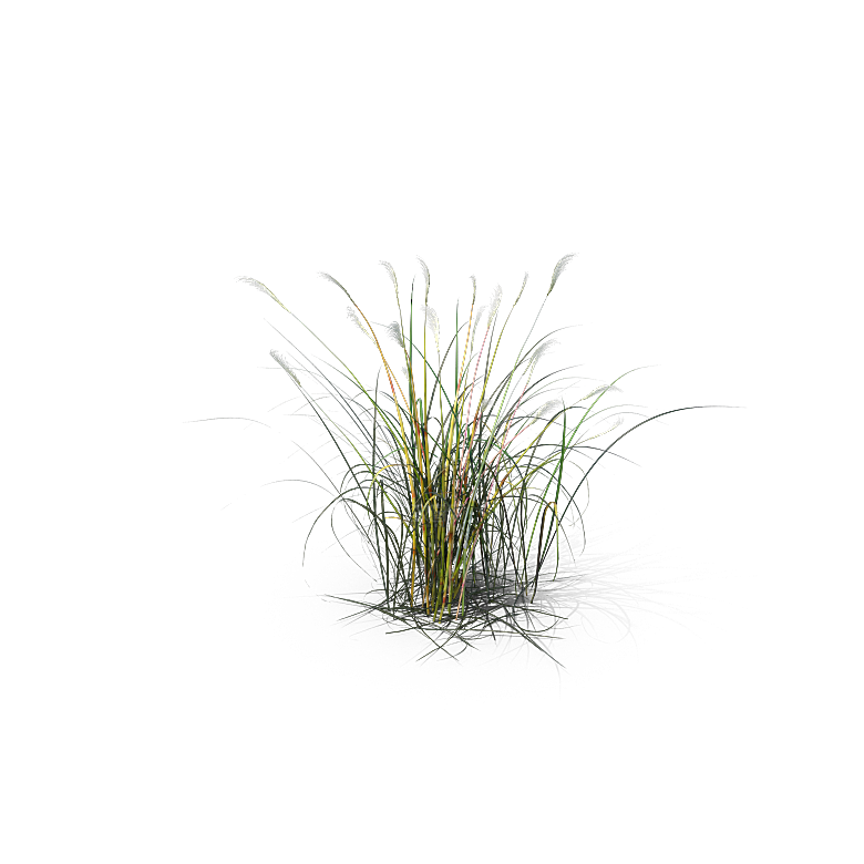 高清景观植物乔木花卉草本观赏草灌木