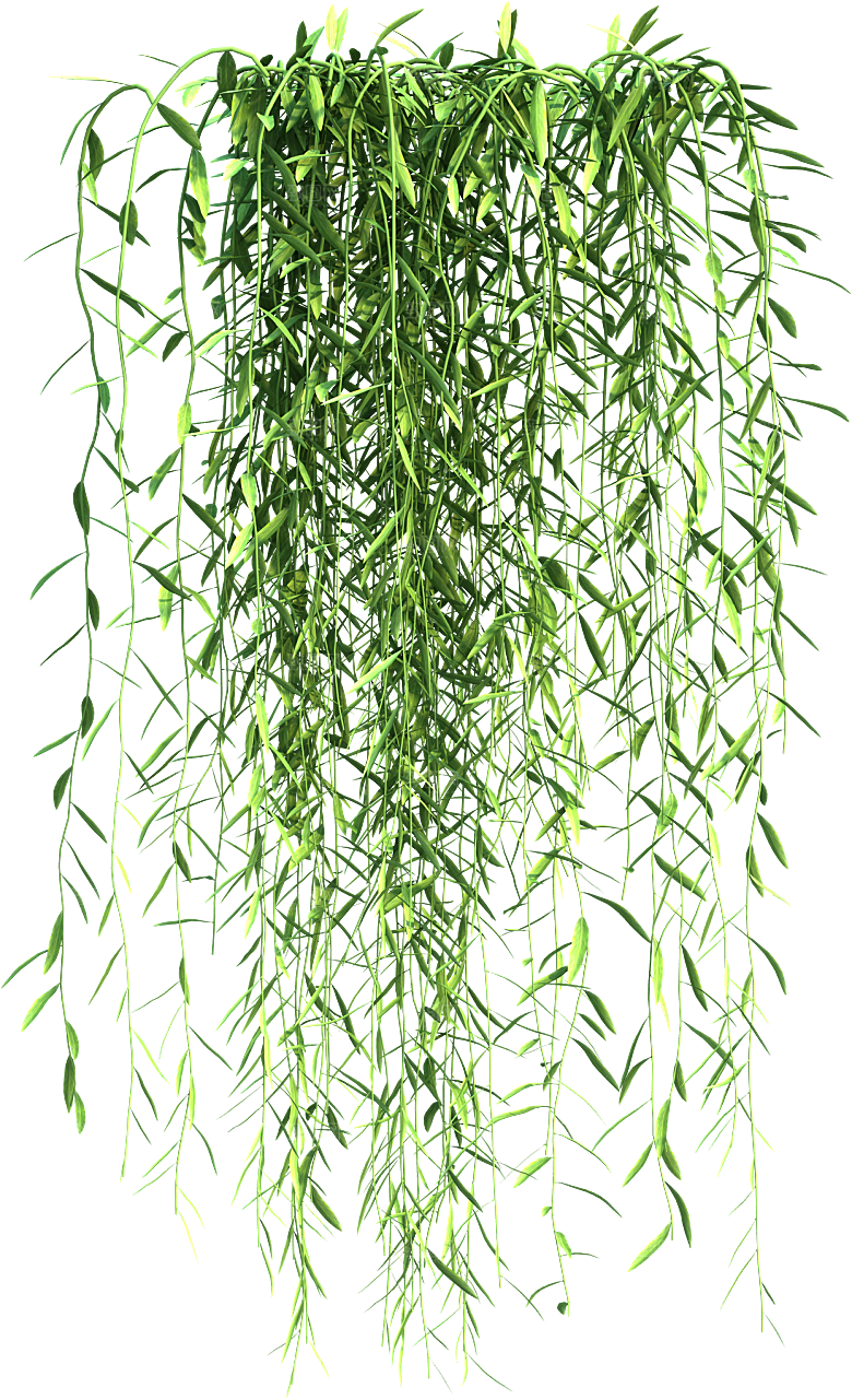 高清景观植物乔木花卉草本观赏草灌木