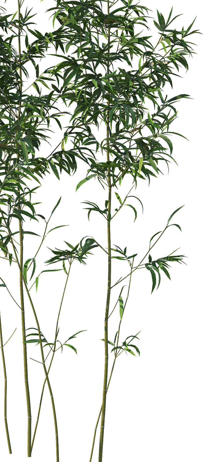 高清景观植物乔木花卉草本观赏草灌木