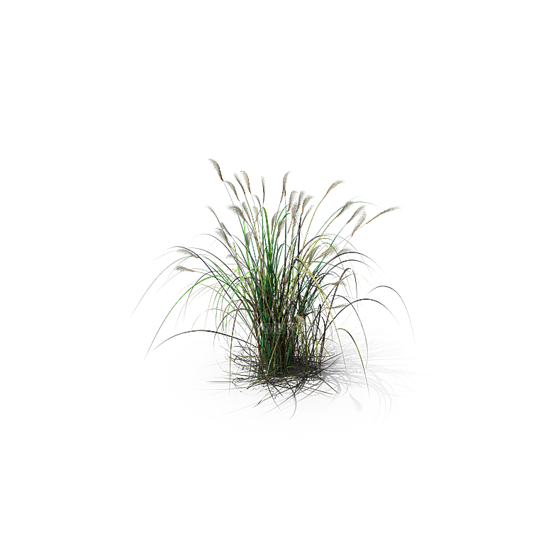 高清景观植物乔木花卉草本观赏草灌木