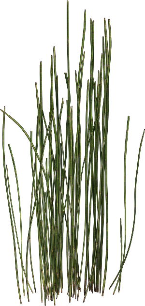 高清景观植物乔木花卉草本观赏草灌木