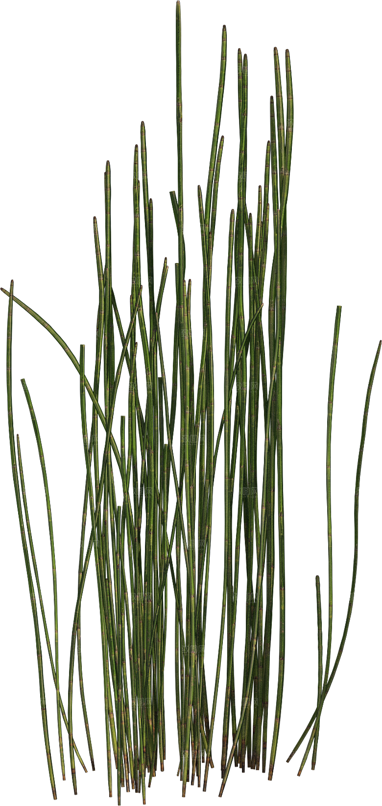 高清景观植物乔木花卉草本观赏草灌木