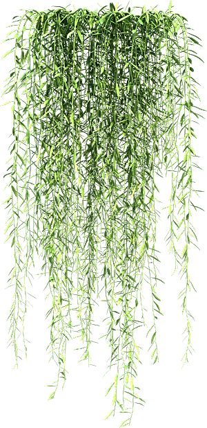 高清景观植物乔木花卉草本观赏草灌木