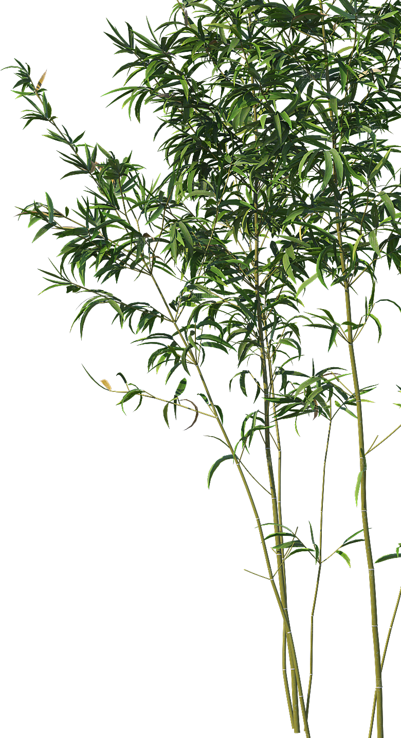 高清景观植物乔木花卉草本观赏草灌木素材