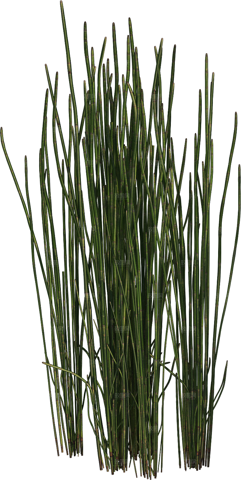 高清景观植物乔木花卉草本观赏草灌木素材